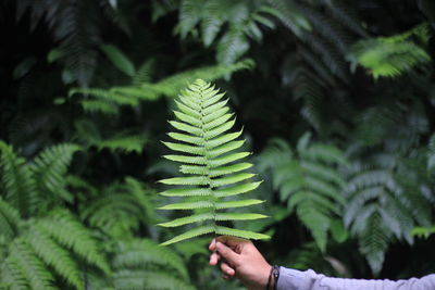 Cropped image of hand holding leaves of tree