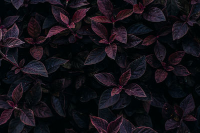 High angle view of plants