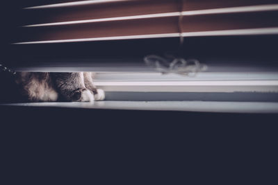 Low section of cat on window sill