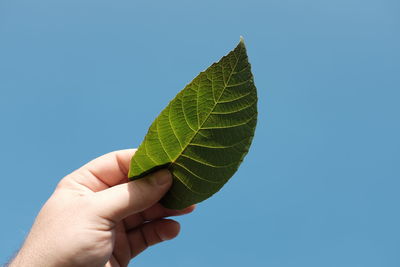 Cropped hand holding leaf against clear blue sky