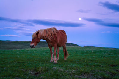 Horse standing on grass field against sky