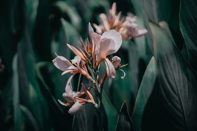 Close-up of orange flowering plant