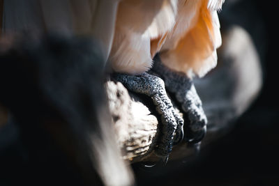 Close-up of parrot's paws