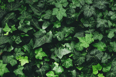 Full frame shot of leaves