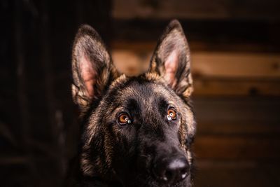 Close-up portrait of dog