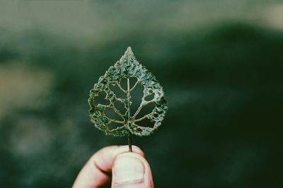 Close-up of hand holding leaf