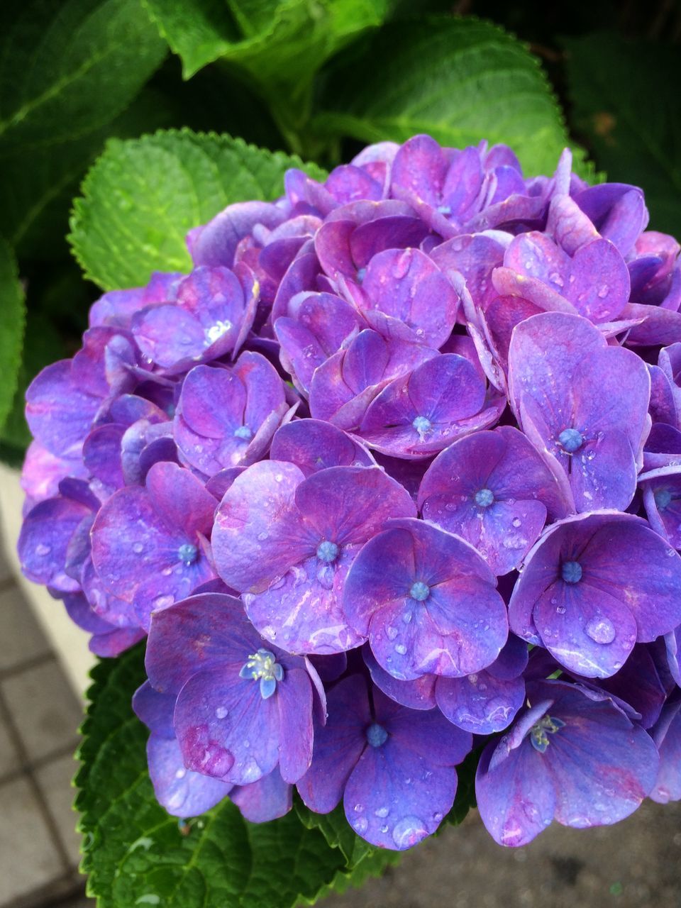 flower, freshness, petal, fragility, flower head, drop, growth, beauty in nature, close-up, water, purple, wet, blooming, nature, plant, leaf, focus on foreground, in bloom, dew, high angle view