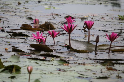 Pink lotus water lily in lake