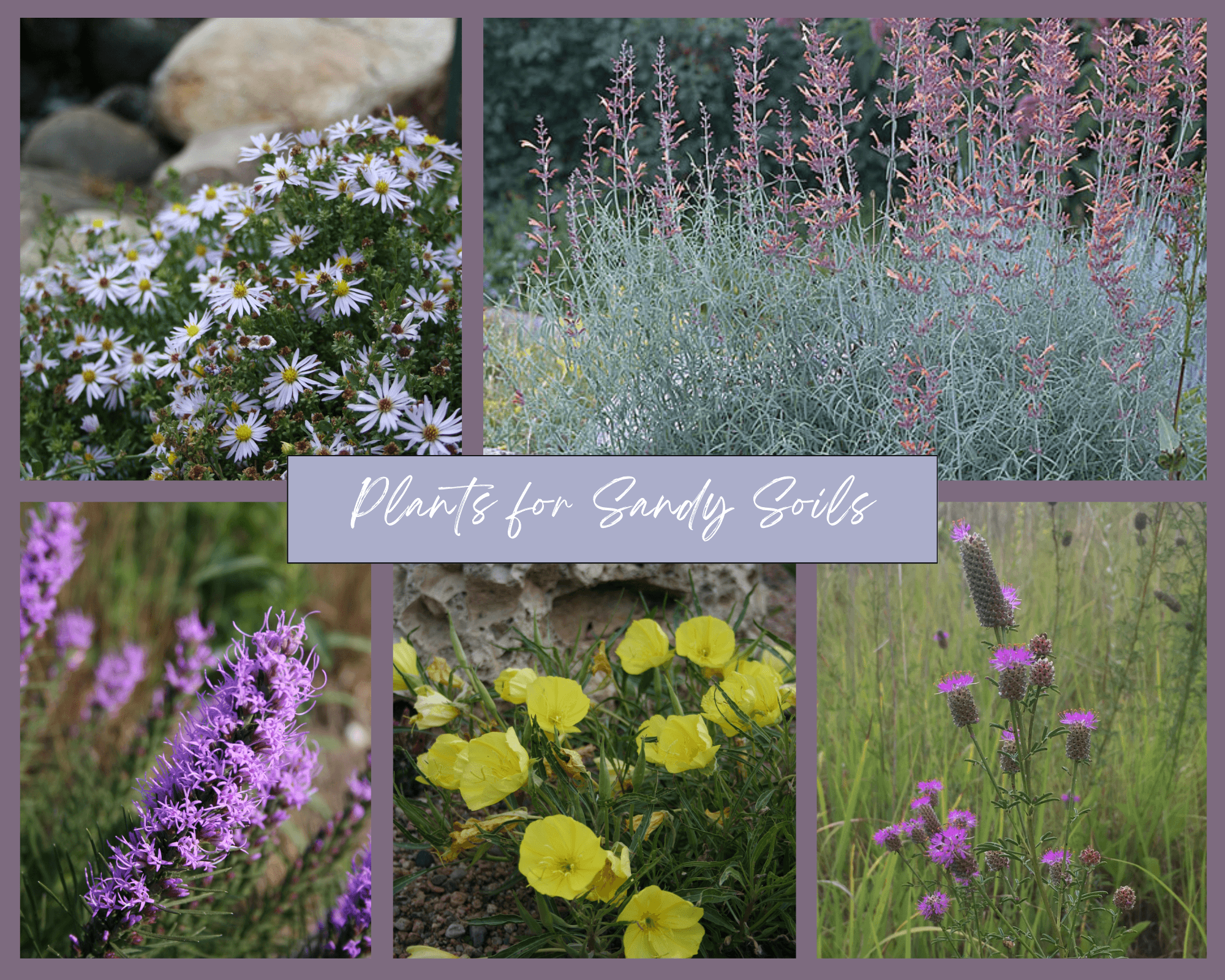 Plants for Sandy Soil