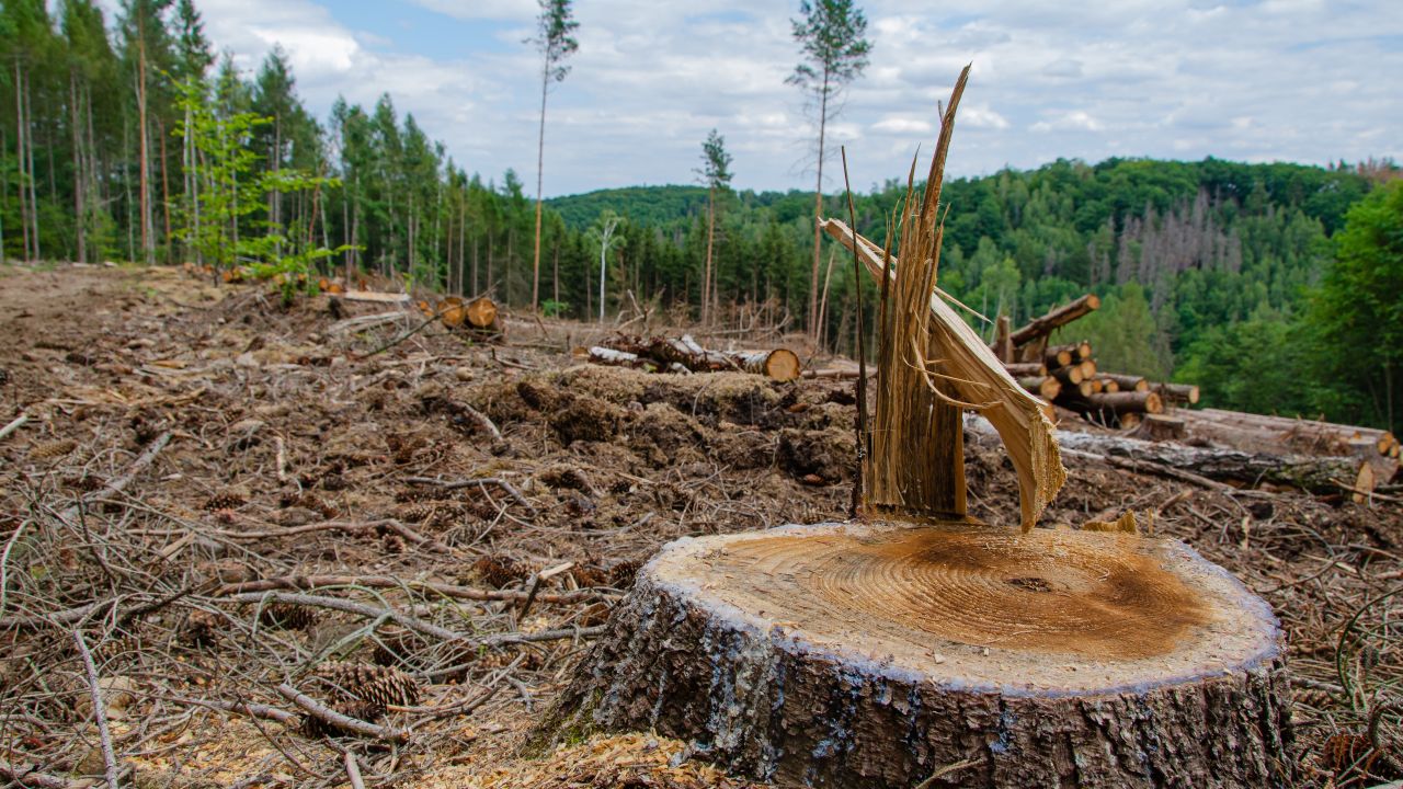 Close up of a tree stump in a deforested area, backed by green forest in the distance