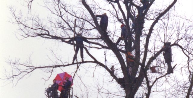 Newbury Bypass protesters up in the trees at Tot Hill, , February 1996.