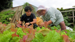 鎌を手に、島のお年寄りから野菜の収穫方法を教わる研修医の先生。体験から島の生活を学んでもらっています＝筆者提供