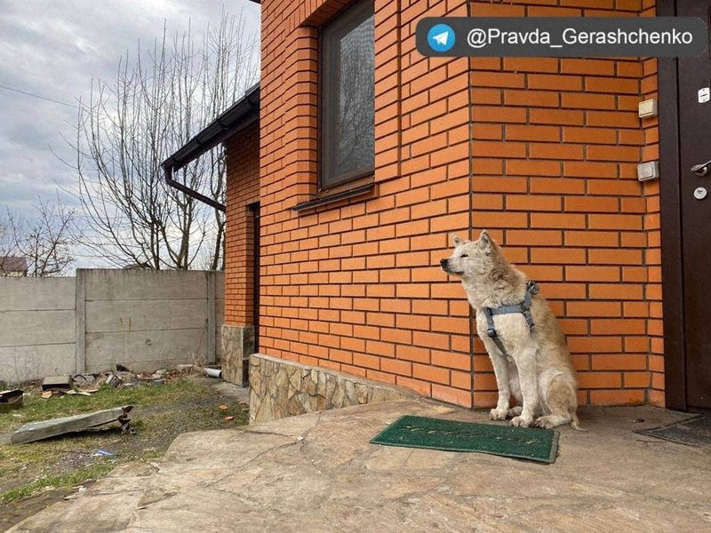 ウクライナのキーウ近郊マカリウで、飼い主の帰りを待つ秋田犬「リニ」＝ゲラシチェンコ内相顧問の「テレグラム」アカウントから