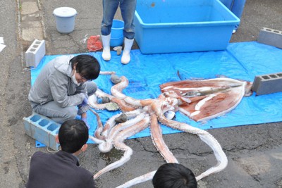 越前松島水族館の職員らに、ダイオウイカの体の構造について説明する島根大生物資源科学部の広橋教貴教授（中央）＝福井県坂井市で、2022年4月21日午後0時50分ごろ、高橋隆輔撮影