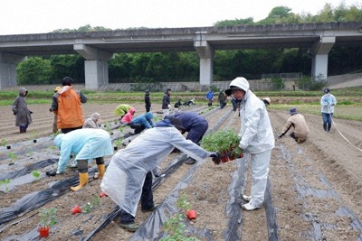 実習で畑に苗を植える受講生たち