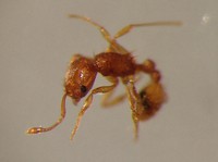 This photo provided by the Ministry of the Environment shows an invasive little fire ant found at Mizushima Port in Kurashiki, Okayama Prefecture.