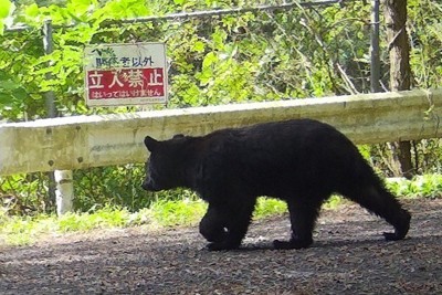 秋田県鹿角市で撮影されたツキノワグマ。北秋田市で5人を襲ったクマとは別である可能性が高い＝2023年9月（県提供）