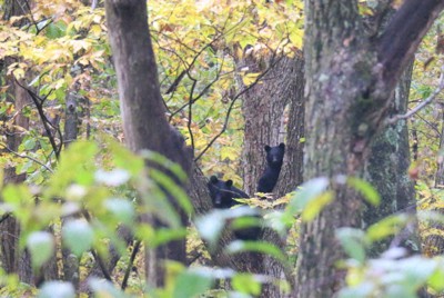 岩手県滝沢市で撮影された、親子とみられるクマ2頭＝2023年10月（大坪和弘さん提供）