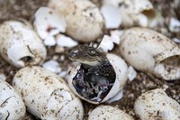 A pure-bred Siamese crocodile hatchling pokes its head out of its shell at Phnom Tamao in Cambodia's Takeo Province, on July 12, 2024. (AP Photo/Anton L. Delgado)