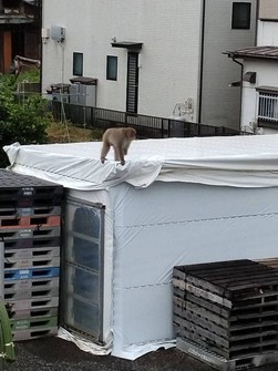 A monkey without a left hand is seen in Yokosuka, Kanagawa Prefecture, in this photo provided by the city government.