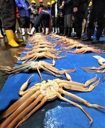 Snow crabs are auctioned in Tottori on Nov. 7, 2024. (Mainichi/Naoki Fuchiwaki)