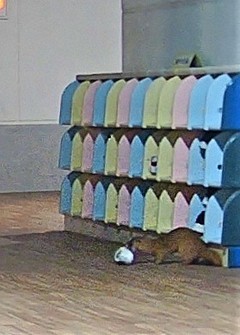 A small animal that appears to be a weasel steals an indoor shoe at the Gosho Kodomo-en child care center in Koga, Fukuoka Prefecture, in this image provided by Kasuya Police Station.