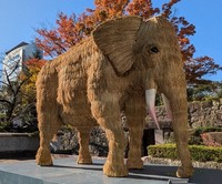 Artist Yuma Matsumoto's giant elephant made of rice straw is seen in the city of Takasaki, Gunma Prefecture, on Nov. 17, 2024. (Katsuhiko Masuda)