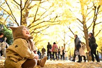 A toddler plays under the yellow leaves of ginkgo trees at the Meiji Jingu Gaien area in Tokyo's Minato Ward on Nov. 28, 2024. (Mainichi/Toshiki Miyama)