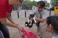 Let's Adopt Indonesia volunteer Serefanus Melvin, center, puts a stray cat into a container during a "Trap, Neuter and Return" project aimed at reducing the stray cat population, in Jakarta, Indonesia, on Nov. 9, 2024. (AP Photo/Dita Alangkara)