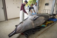 International scientists, Alexander Werth, from left, professor Joy Reidenberg and Michael Denk study a male spade-toothed whale ahead of a dissection at Invermay Agricultural Centre, Mosgiel, near Dunedin, New Zealand, on Dec. 2, 2024. (AP Photo/Derek Morrison)