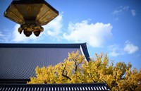 Yellow-leafed Ginkgo trees are seen at the Nishi Hongwanji temple in Kyoto's Shimogyo Ward on Dec. 1, 2024. (Mainichi/Kenjiro Sato)