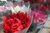 Poinsettias and princettias are seen before being shipped out at the Matsumoto Engei garden store in the suburban Tokyo city of Kokubunji on Dec. 5, 2024. (Mainichi/Mimi Niimiya)