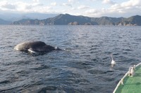 This photo provided by the Owase Coast Guard Office shows a drifting whale carcass.