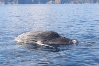 This photo provided by the Owase Coast Guard Office shows a drifting whale carcass. =Click/tap photo for more images.