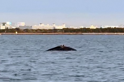 A humpback whale about 10 meters in length is seen swimming off Tokyo Disney Resort in Urayasu, Chiba Prefecture, on Dec. 13, 2024. (Image provided by Kazuyuki Kojima)