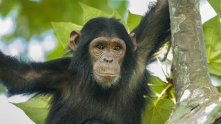 A small chimpanzee holds the branches of a tree. the background is foliage.