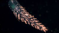 A siphonophore at night in the gulf stream.