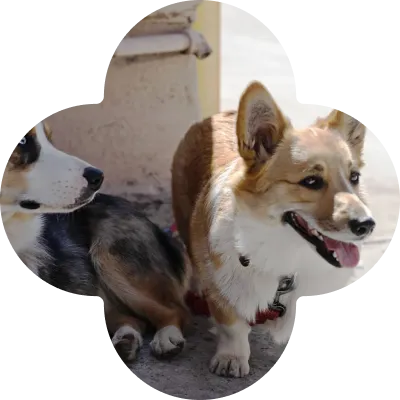 Photo of two corgis masked in a flower shape