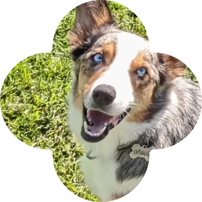 Photo of Corgi on grass masked in a flower shape