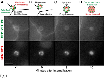 Phagolysosomes break down the membrane of a non-apoptotic corpse independent of macroautophagy
