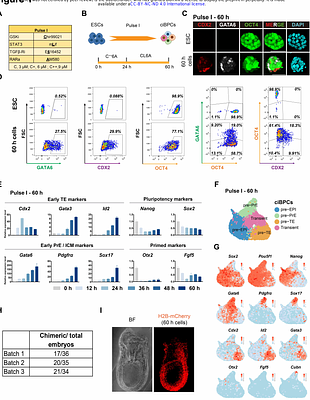 Chemically induced cell plasticity enables the generation of high-fidelity embryo model