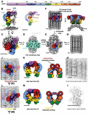 Cryo-electron tomography reveals the microtubule-bound form of inactive LRRK2