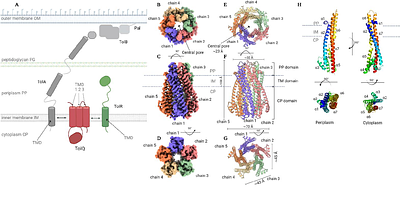 Structural architecture of TolQ-TolR inner membrane protein complex from opportunistic pathogen Acinetobacter baumannii