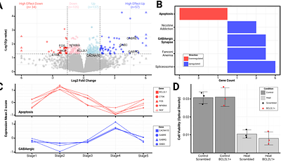 Seasonal and comparative evidence of adaptive gene expression in mammalian brain size plasticity