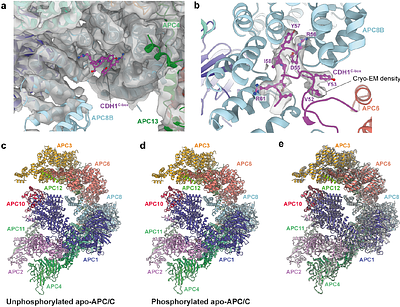 A comparative study of the cryo-EM structures of S. cerevisiae and human anaphase-promoting complex/cyclosome (APC/C)