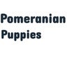 Pomeranian Puppies Profile