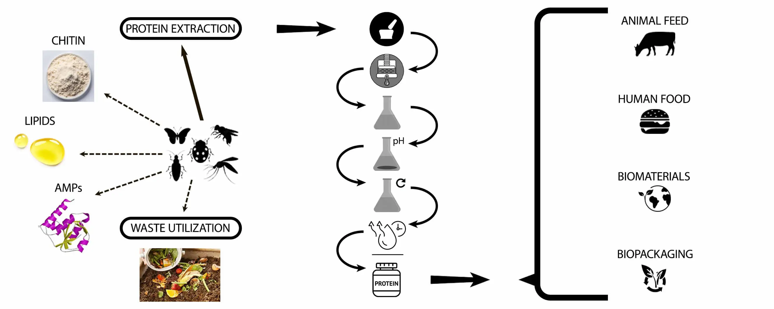 A Review on Characteristics, Extraction Methods and Applications of Renewable Insect Protein