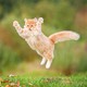 Cat jumps in air