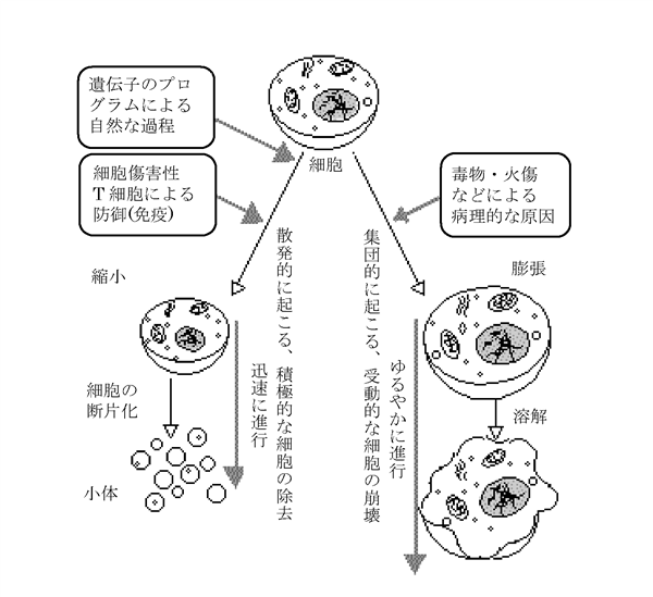 アポトーシス