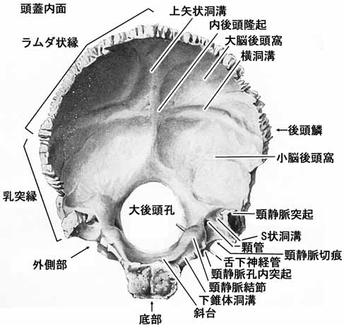 後頭骨